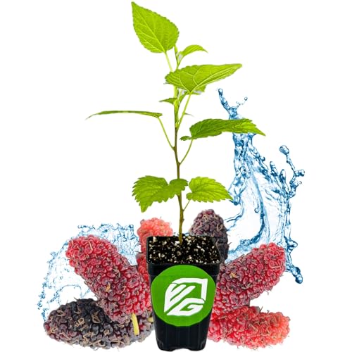 Black Mulberry Tree Live Plant S90539