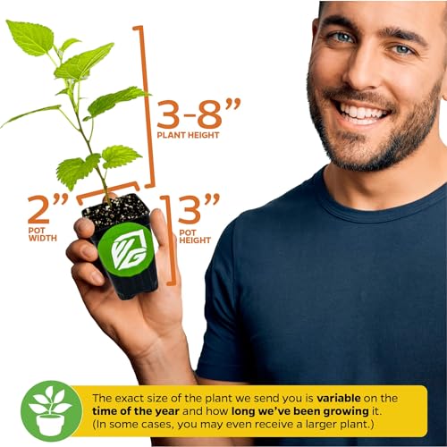 Black Mulberry Tree Live Plant S90539