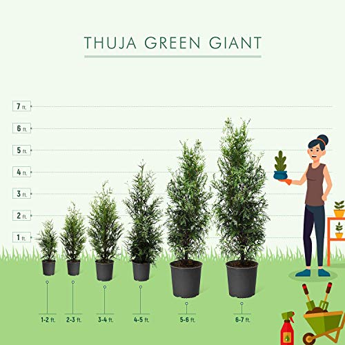 Thuja Green Giant 1-2 ft. W1190