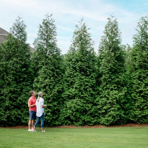 Thuja Green Giant 1-2 ft. W1190