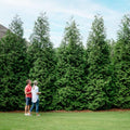 Thuja Green Giant 1-2 ft. W1190
