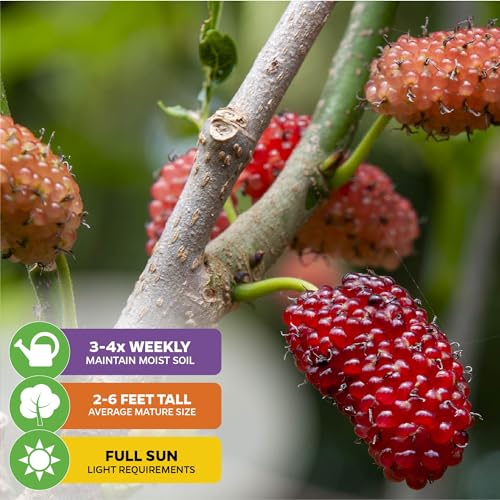 Black Mulberry Tree Live Plant S90539