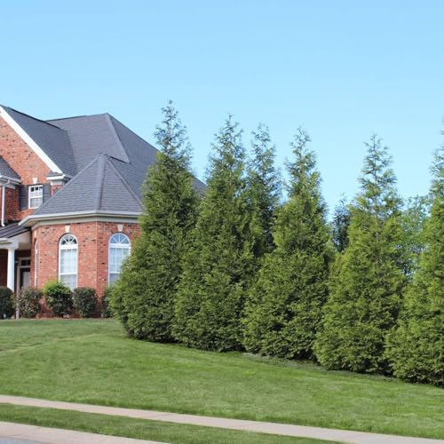 Thuja Green Giant 1-2 ft. W1190