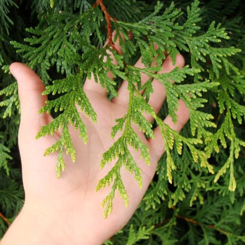 Thuja Green Giant 1-2 ft. W1190