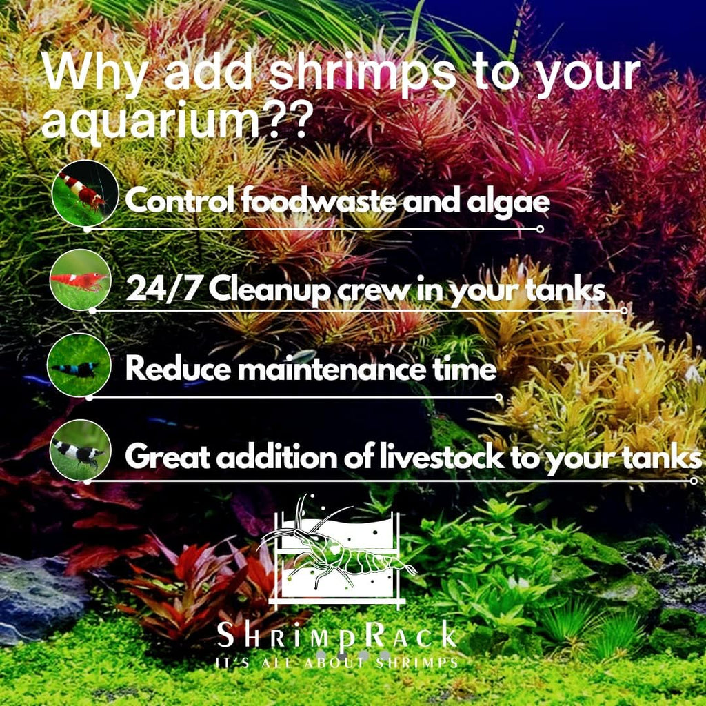 20 Mixed Color Neocaridina Shrimp X32864