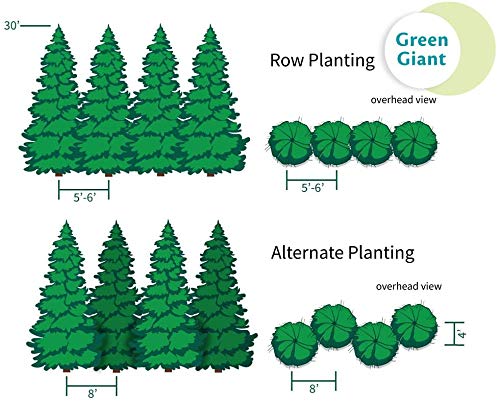 Thuja Green Giant 1-2 ft. W1190