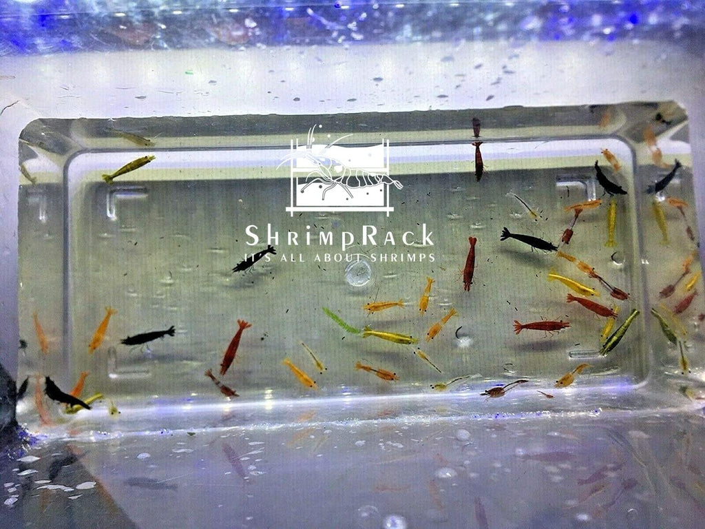 20 Mixed Color Neocaridina Shrimp X32864