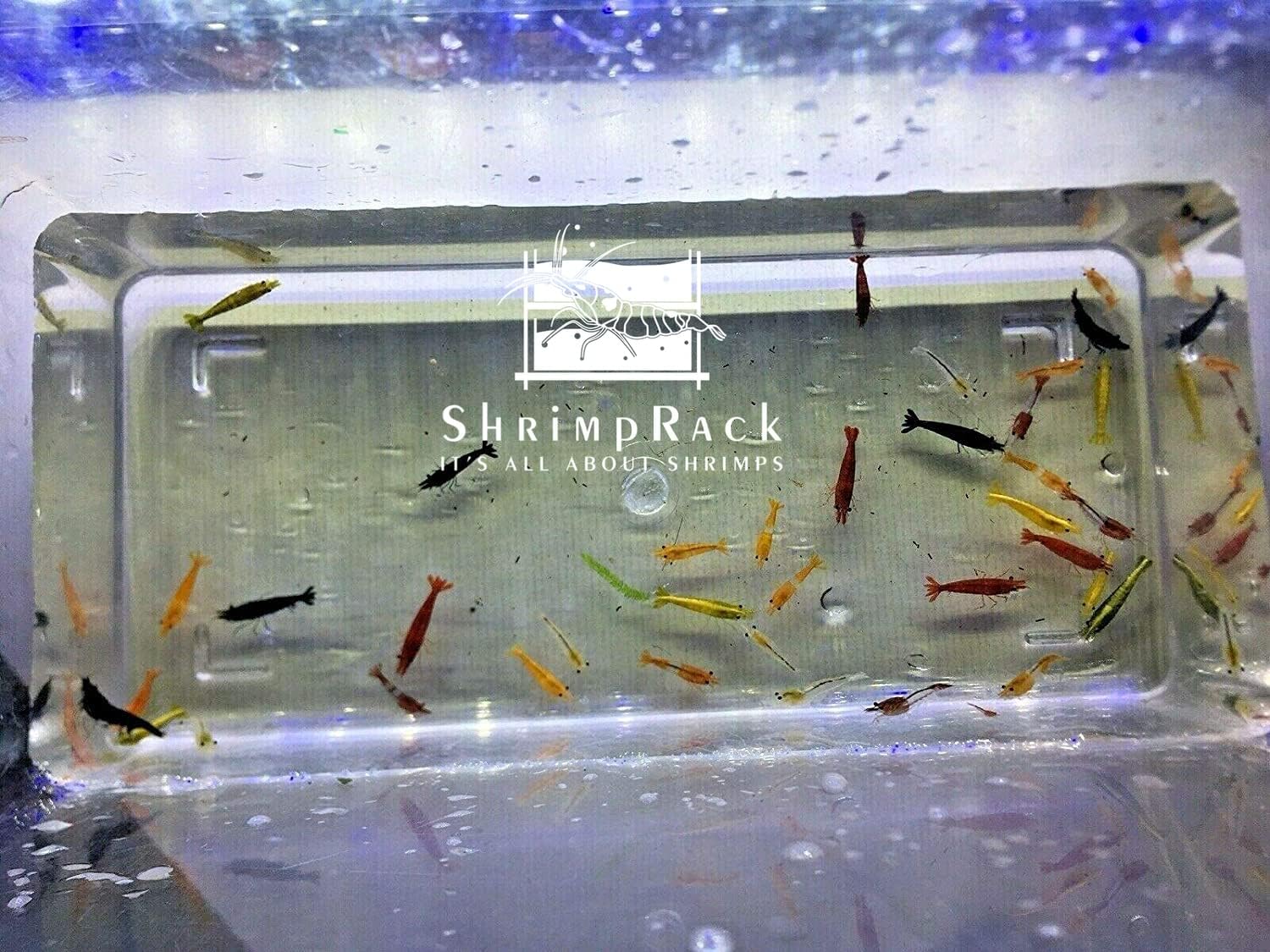 20 Mixed Color Neocaridina Shrimp X32864