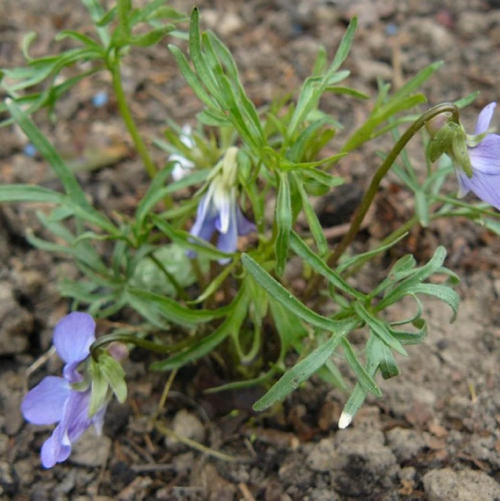 100 Seeds Deep Blue-Violet Prairie Violet E77884