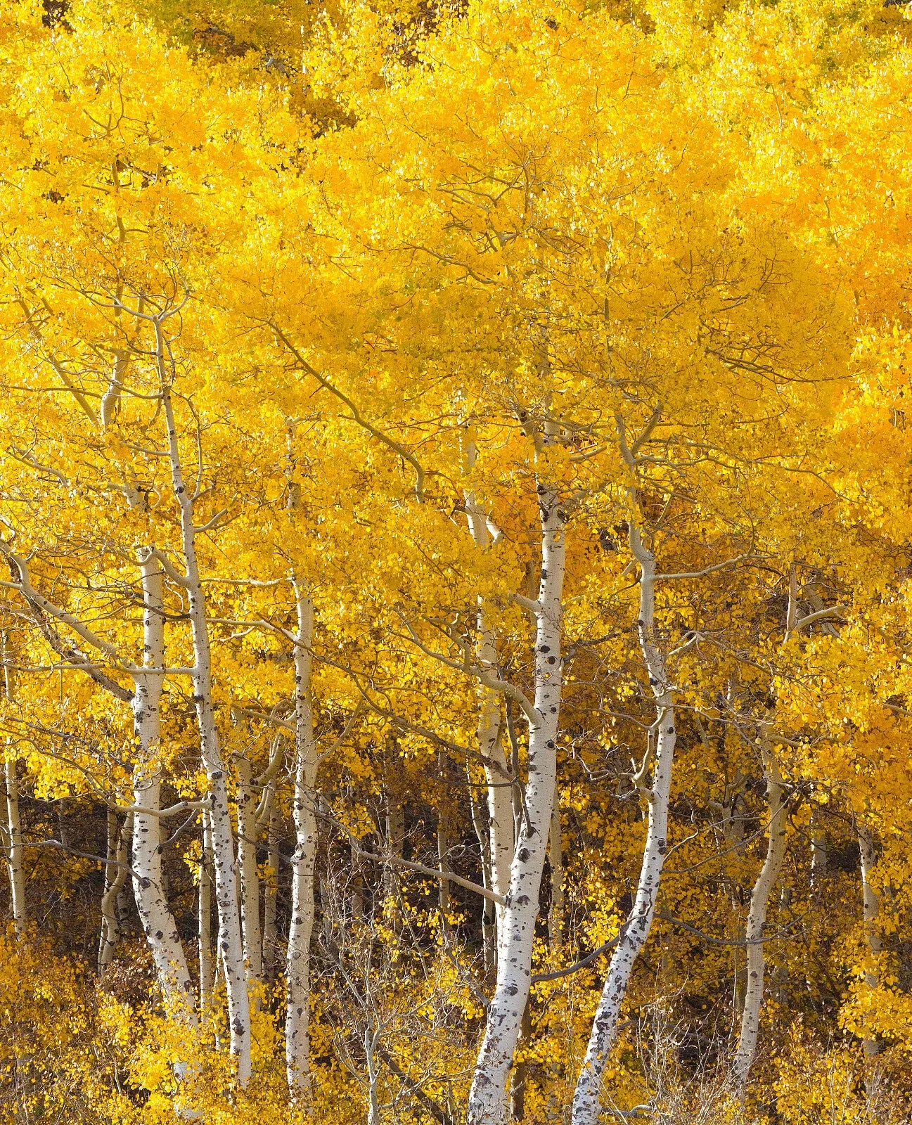 20 Bareroot Quaking Aspen Trees 18-24 Inches Tall U87198