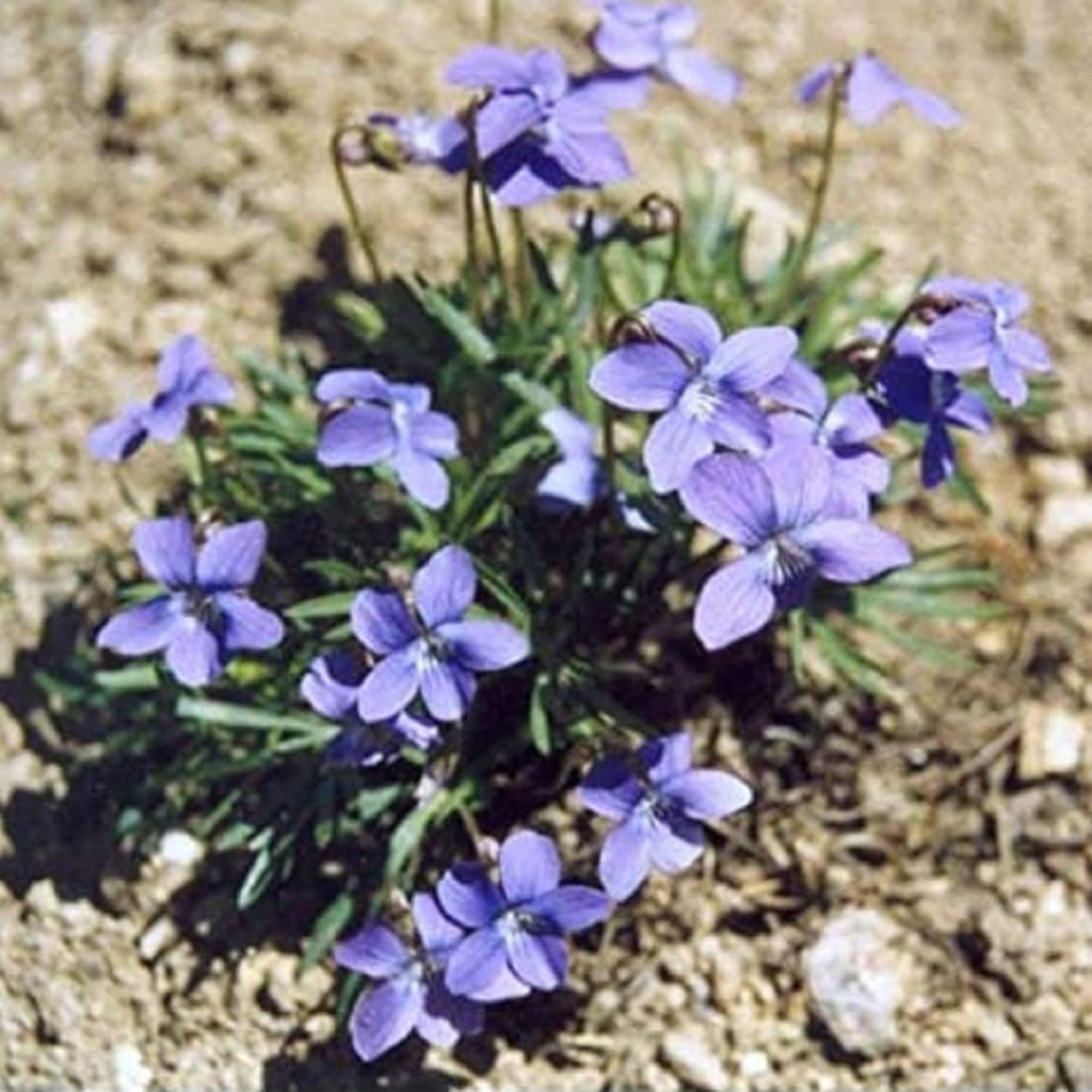100 Seeds Deep Blue-Violet Prairie Violet E77884