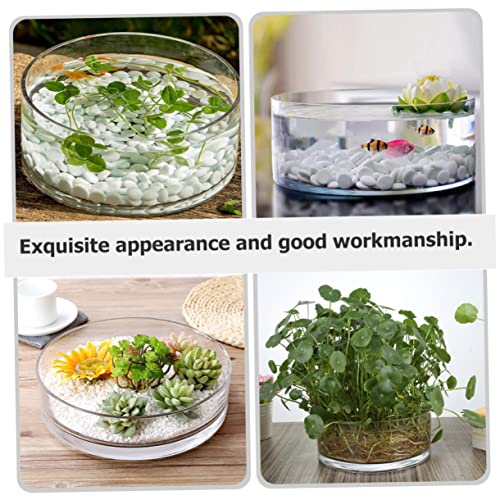 Round Glass Hydroponic Vase Terrarium Planter M731846