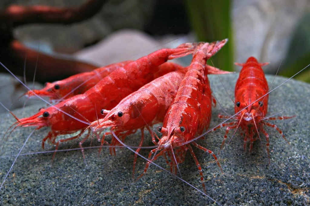 Red Cherry Shrimp G152440