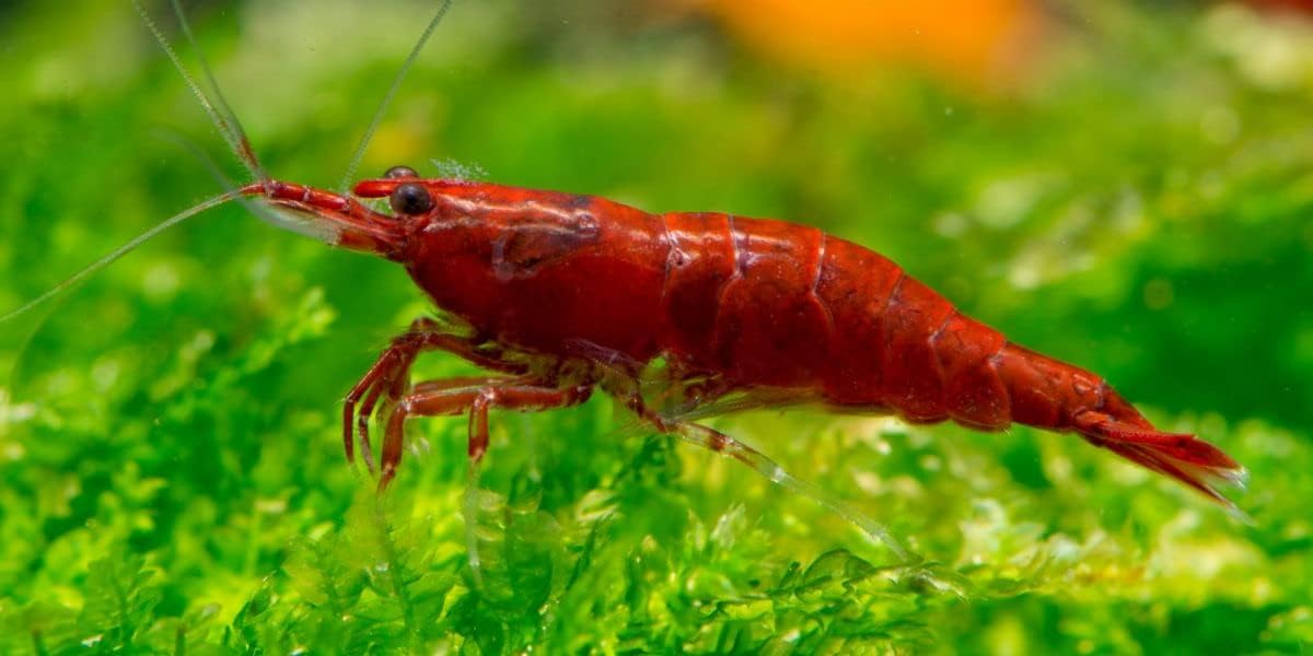Red Cherry Shrimp G152440