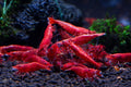 Red Cherry Shrimp G152440