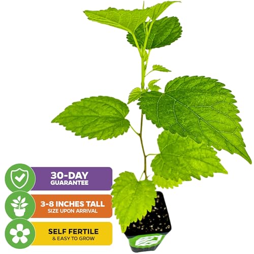 Black Mulberry Tree Live Plant S90539