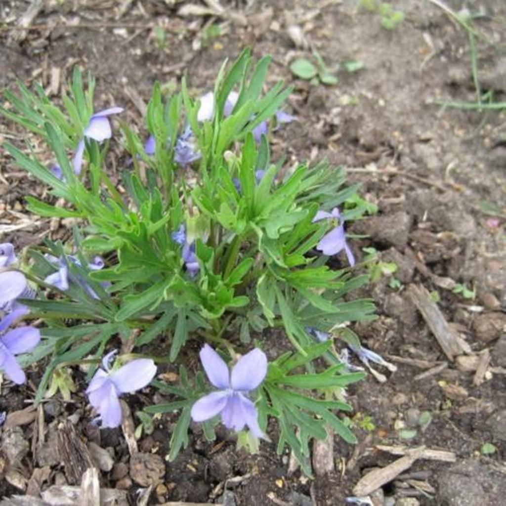 100 Seeds Deep Blue-Violet Prairie Violet E77884