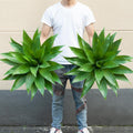 2 Pack 28" UV Resistant Artificial Agave Plants J441