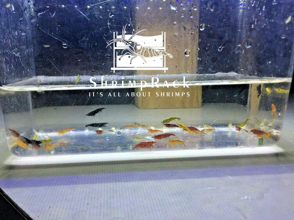 20 Mixed Color Neocaridina Shrimp X32864