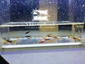 20 Mixed Color Neocaridina Shrimp X32864