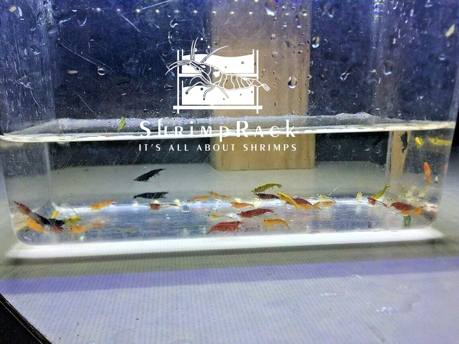 20 Mixed Color Neocaridina Shrimp X32864