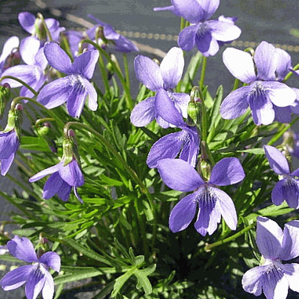100 Seeds Deep Blue-Violet Prairie Violet E77884