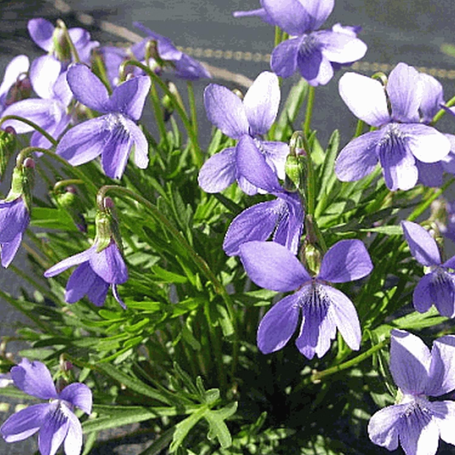 100 Seeds Deep Blue-Violet Prairie Violet E77884