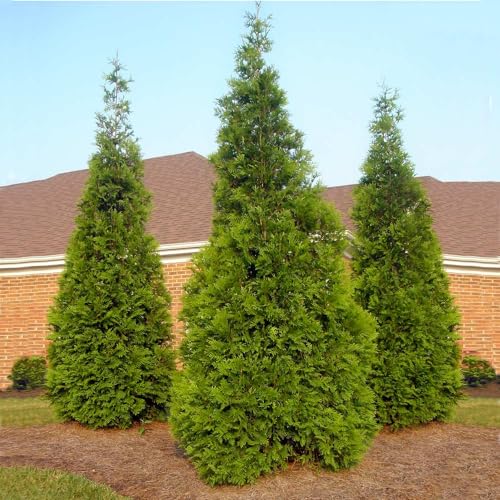 Thuja Green Giant 1-2 ft. W1190