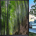17.7" by 39" Bamboo Green Window Film Z9527
