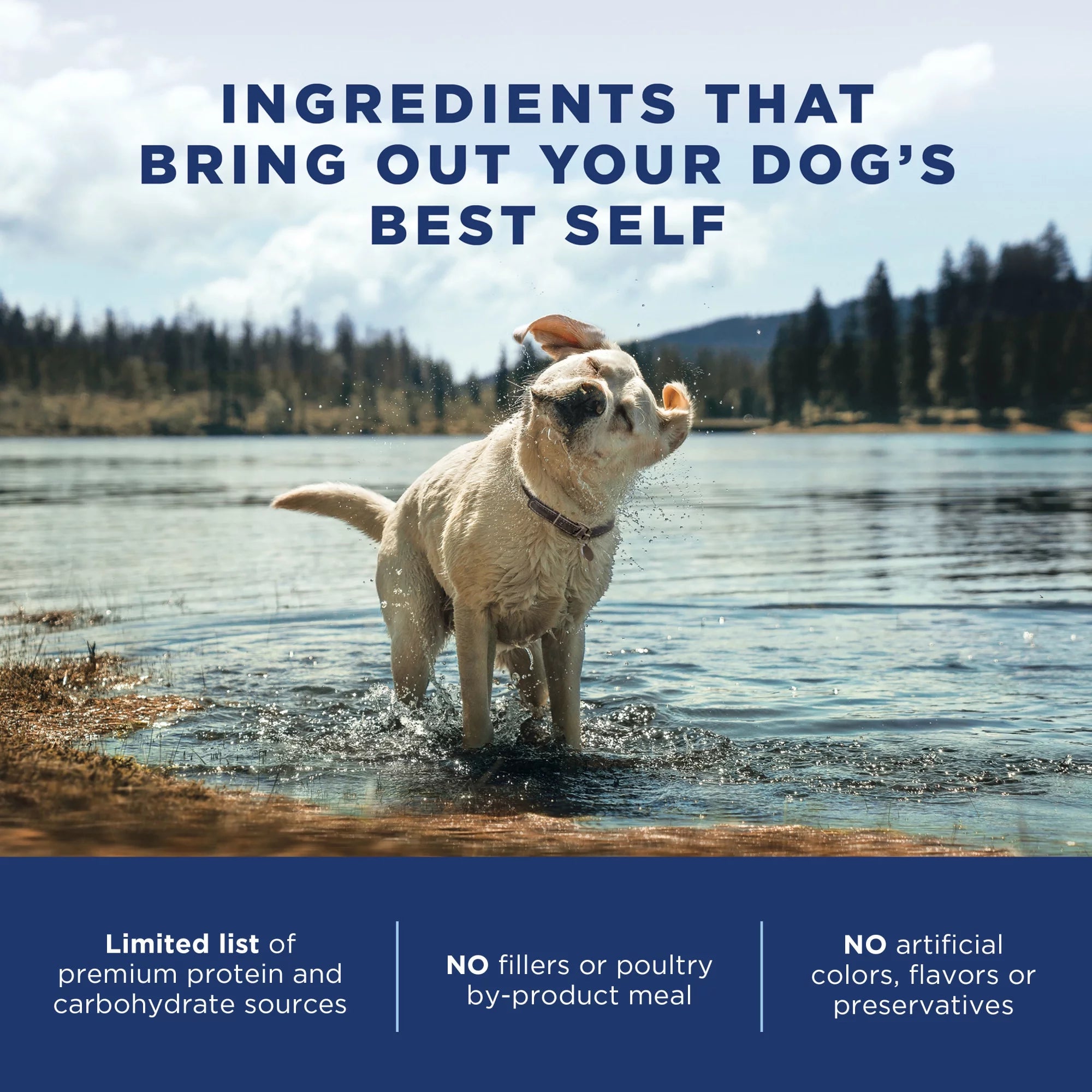 4 Pounds Lamb & Brown Rice Dry Dog Food V3933