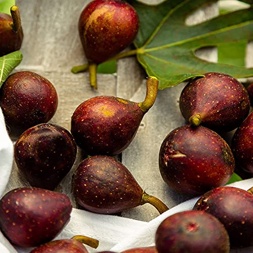 Dark Purple Fig, 2.25 Gallon F695