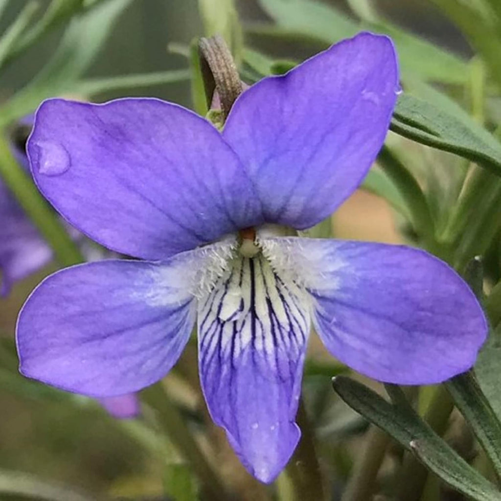 100 Seeds Deep Blue-Violet Prairie Violet E77884