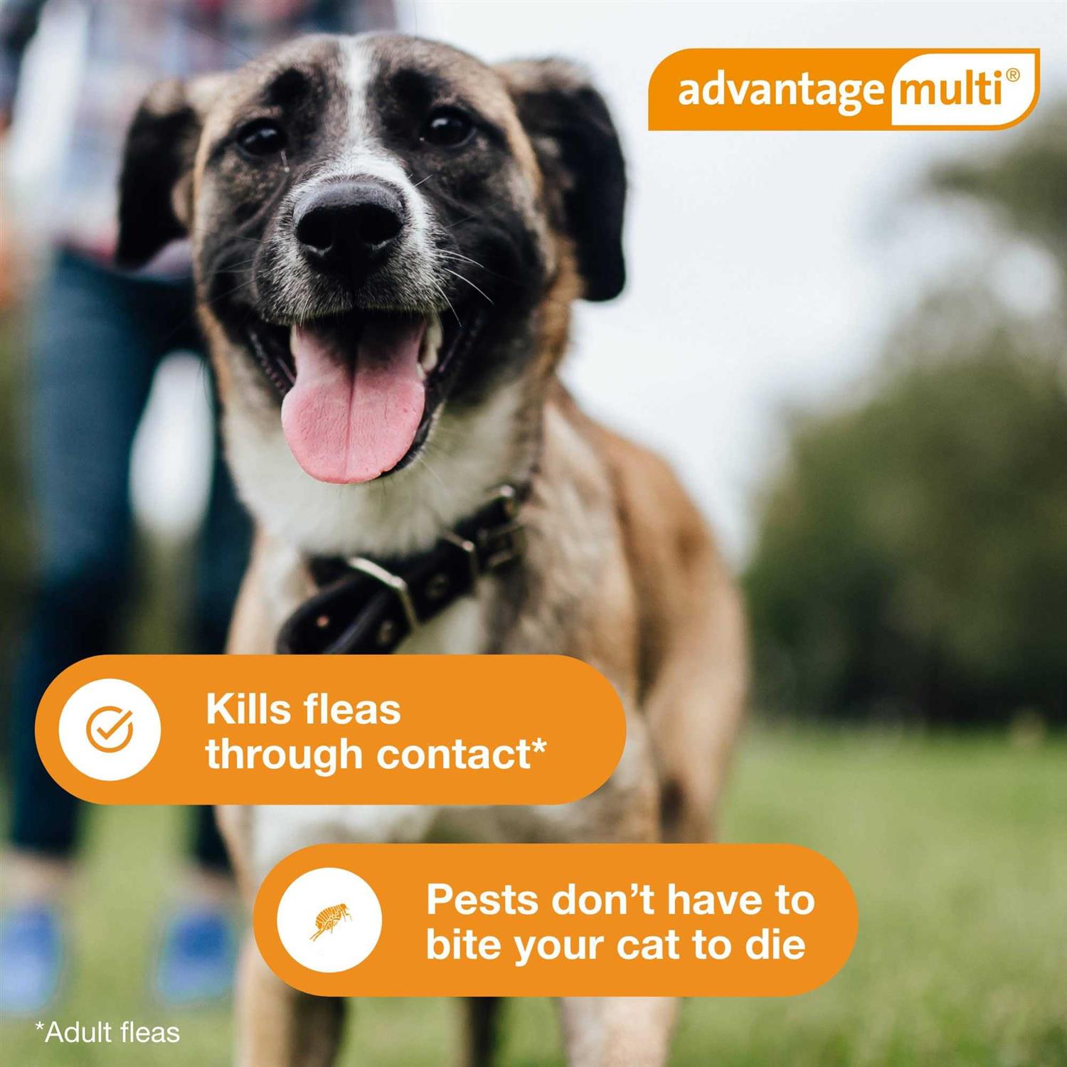 Advantage Multi for Dogs W129346