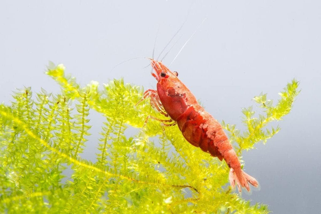 Red Cherry Shrimp G152440