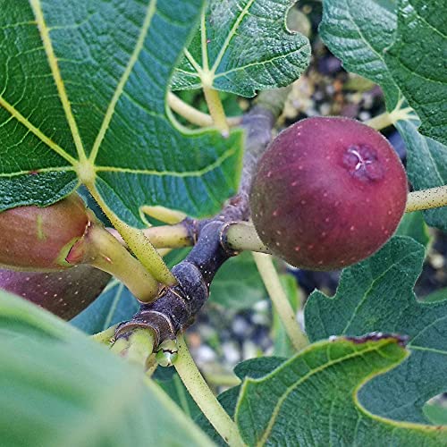 Dark Purple Fig, 2.25 Gallon F695