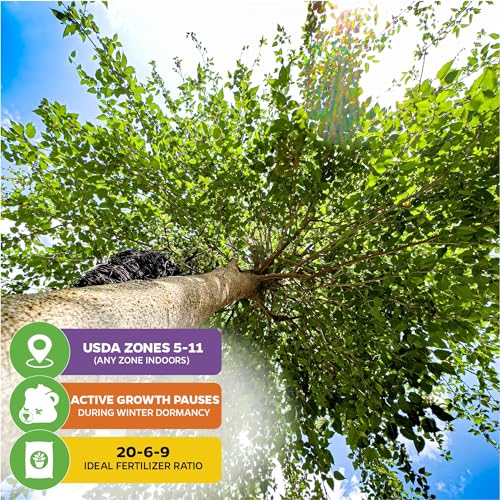 Black Mulberry Tree Live Plant S90539