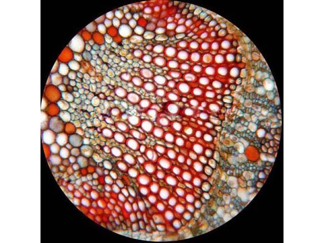 40X-2000X LED Binocular Biological Compound Microscope Q4033