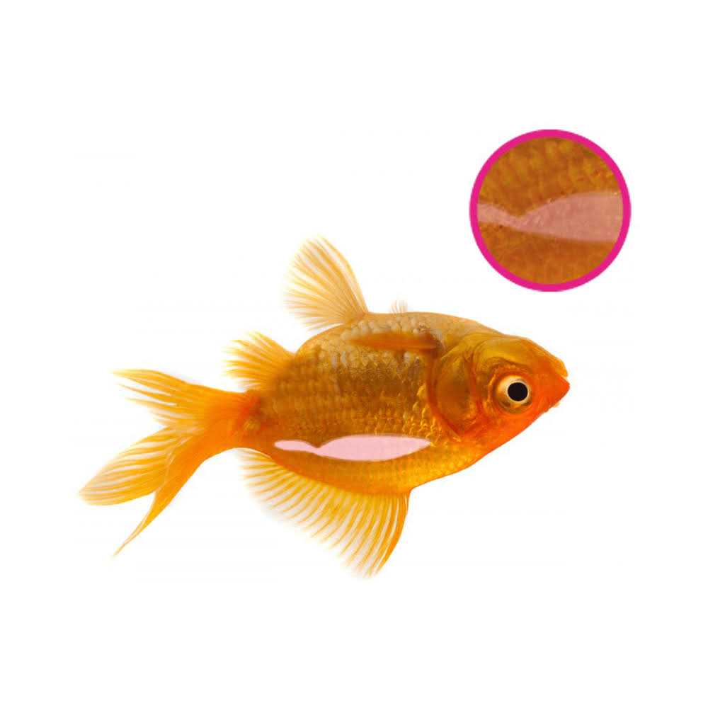 Swimbladder 134 GR Z127851