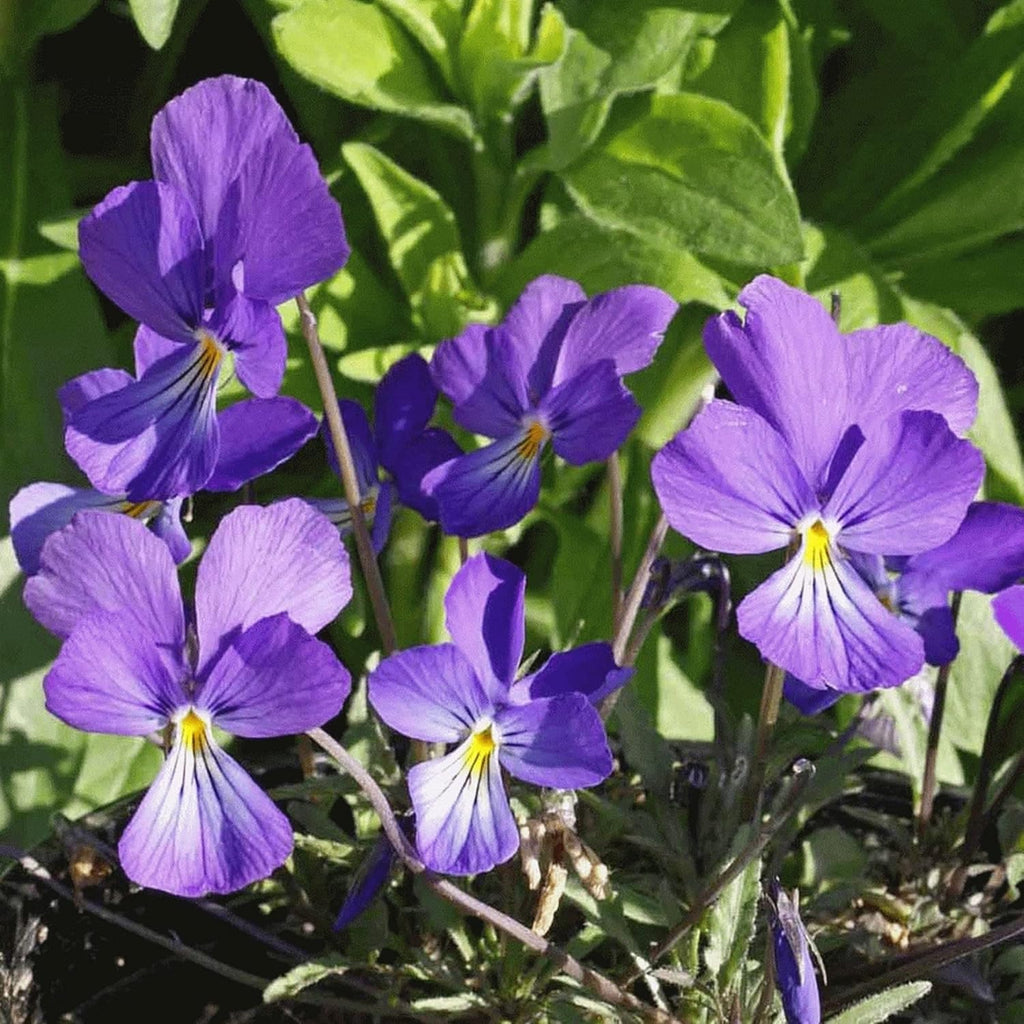 100 Seeds Deep Blue-Violet Prairie Violet E77884