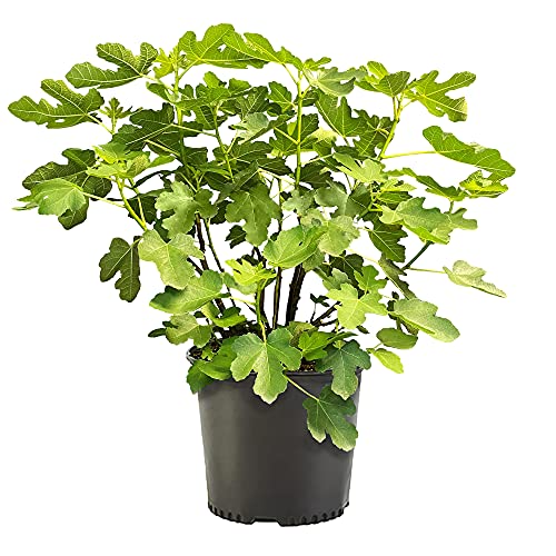 Dark Purple Fig, 2.25 Gallon F695